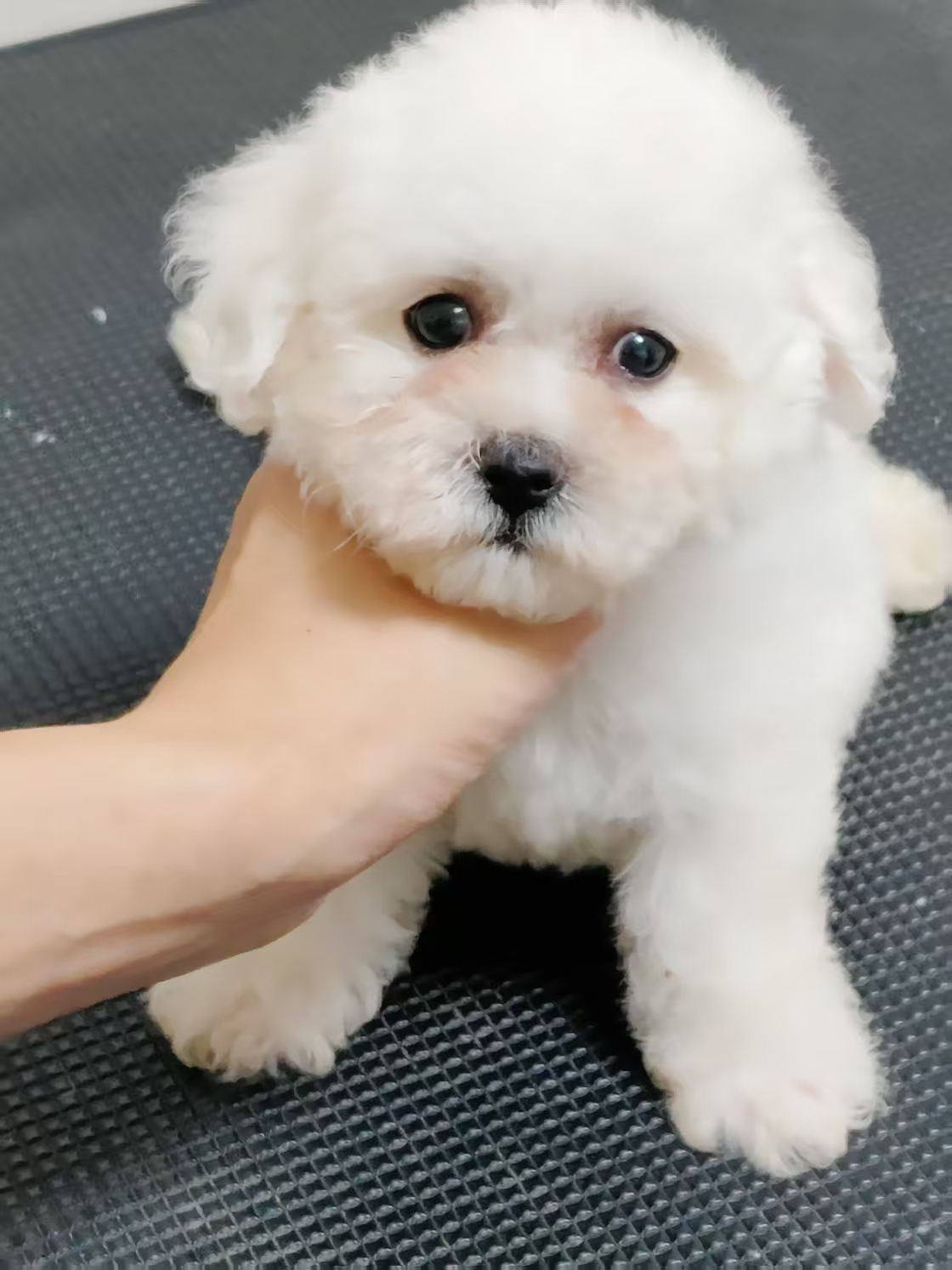 小体比熊，公母都有
